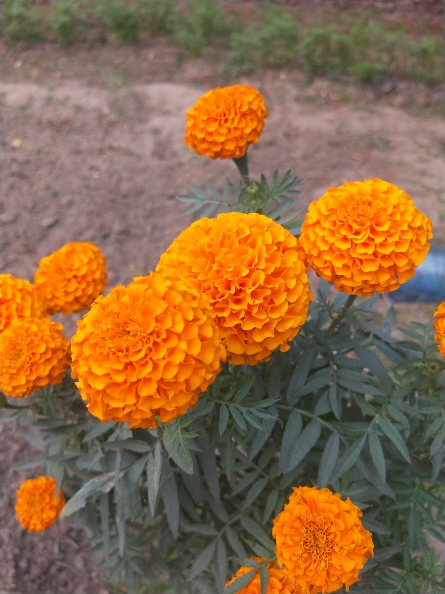 ChoudhriSandy's tweet image. धुंध चाहे कितनी ही गहरी क्यों न हो मंजिल कही नहीं जाती है।
बस कदम नहीं रुकने चाहिए ,
कोई अंधेरा नहीं इंसान बस थकान से हार जाता है।