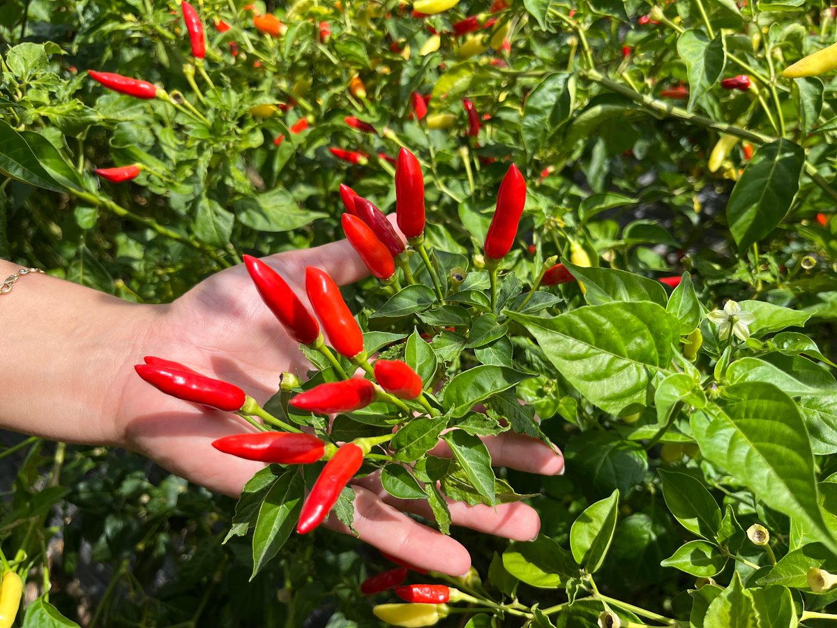 🌶👨🏼‍🌾 ¡De productores a aliados estratégicos! los agricultores de ají se convierten en potenciales clientes de la empresa Colombina, fortaleciendo la cadena productiva, el desarrollo regional y mejorando su calidad de vida. 

¡Trabajamos y Cumplimos al campo y su gente!👏🏽♥️