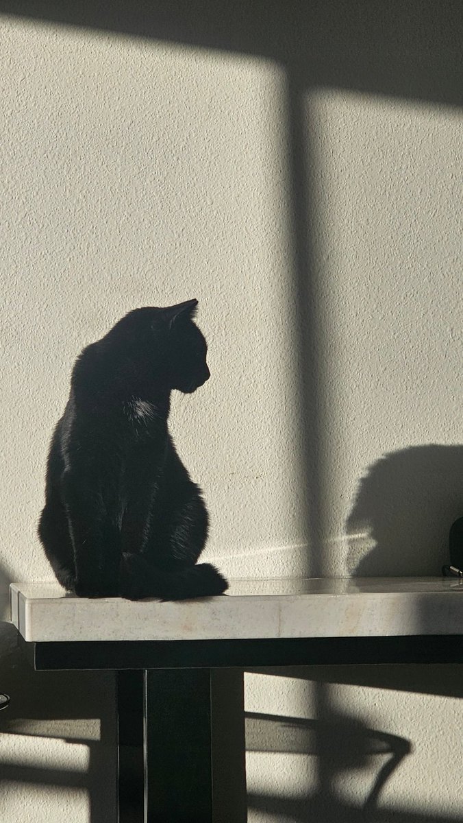 Professional cat photographer