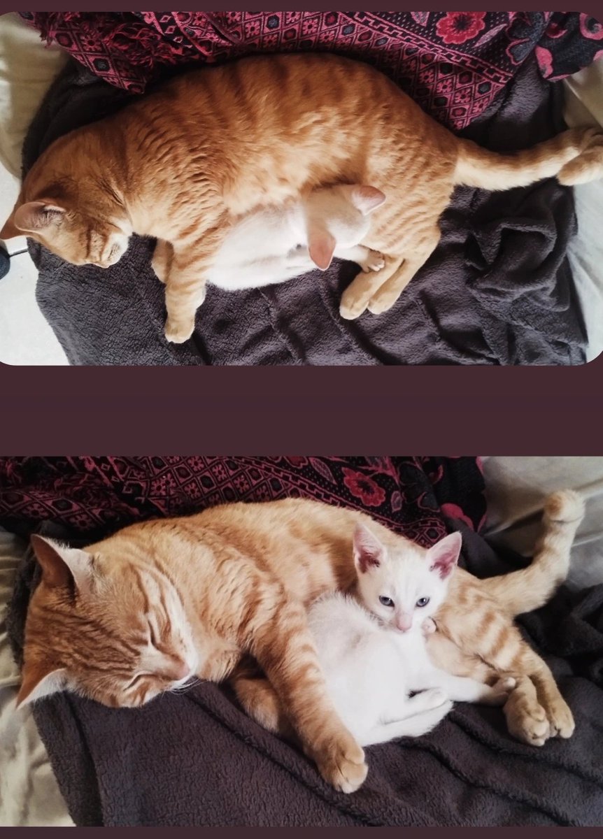 adotei a Luna com muito medo do Billy Billy não aceitar ela...

eles hoje: