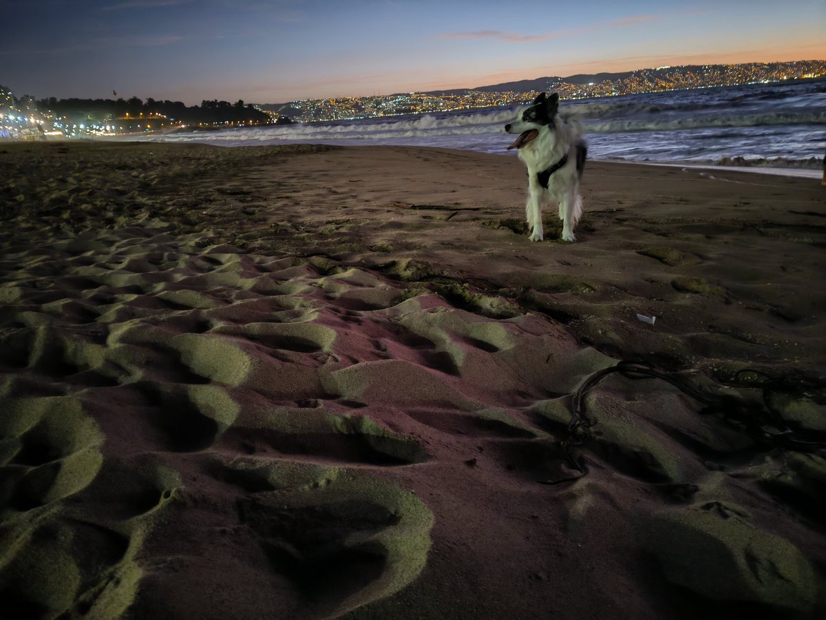 Gon_Azul's tweet photo. Que mejor sunset 🌄🐶
#GoodVibesOnly
#bordercollie #bluemerle https://t.co/EMXNgfm2R4