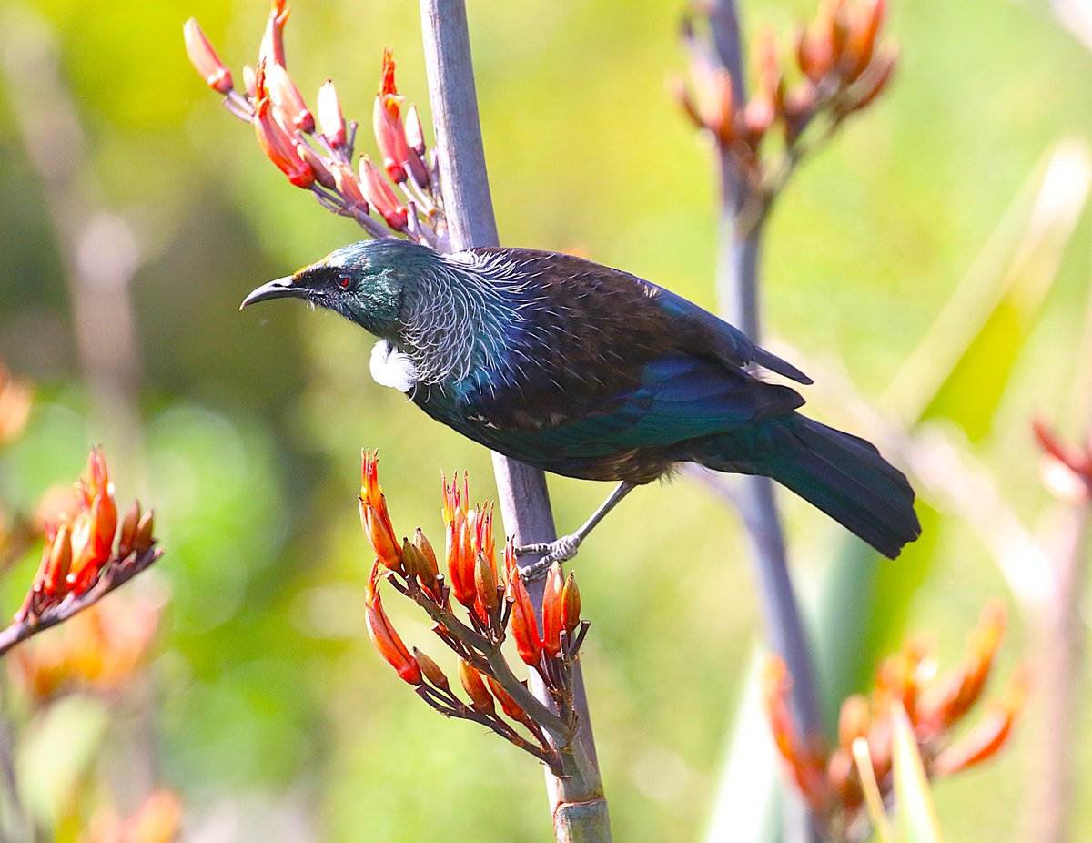 sean clancy tweet media