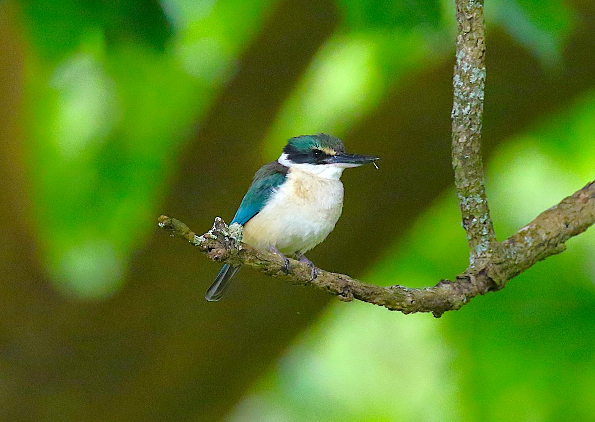 sean clancy tweet media