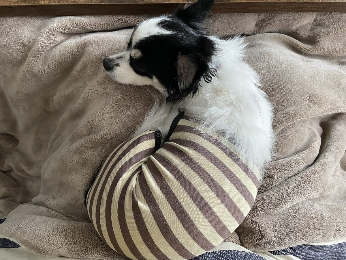 アンモナイトになりました😊