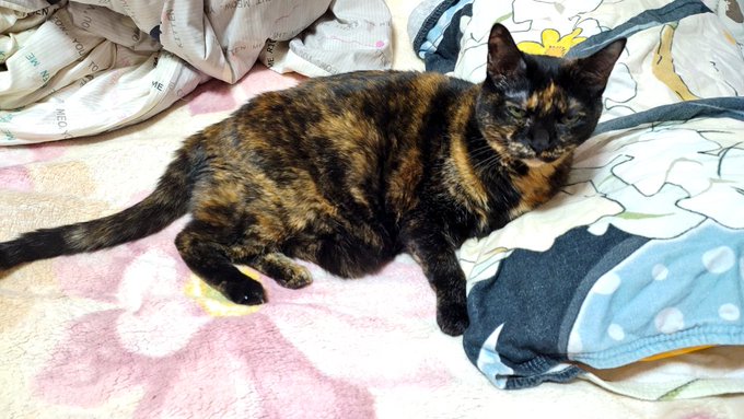 モカちゃんはベッドの真ん中で寝てることが多いのですが、私が寝る時は自分から枕の横に移動してくれるので賢い✨️🐱✨️ 