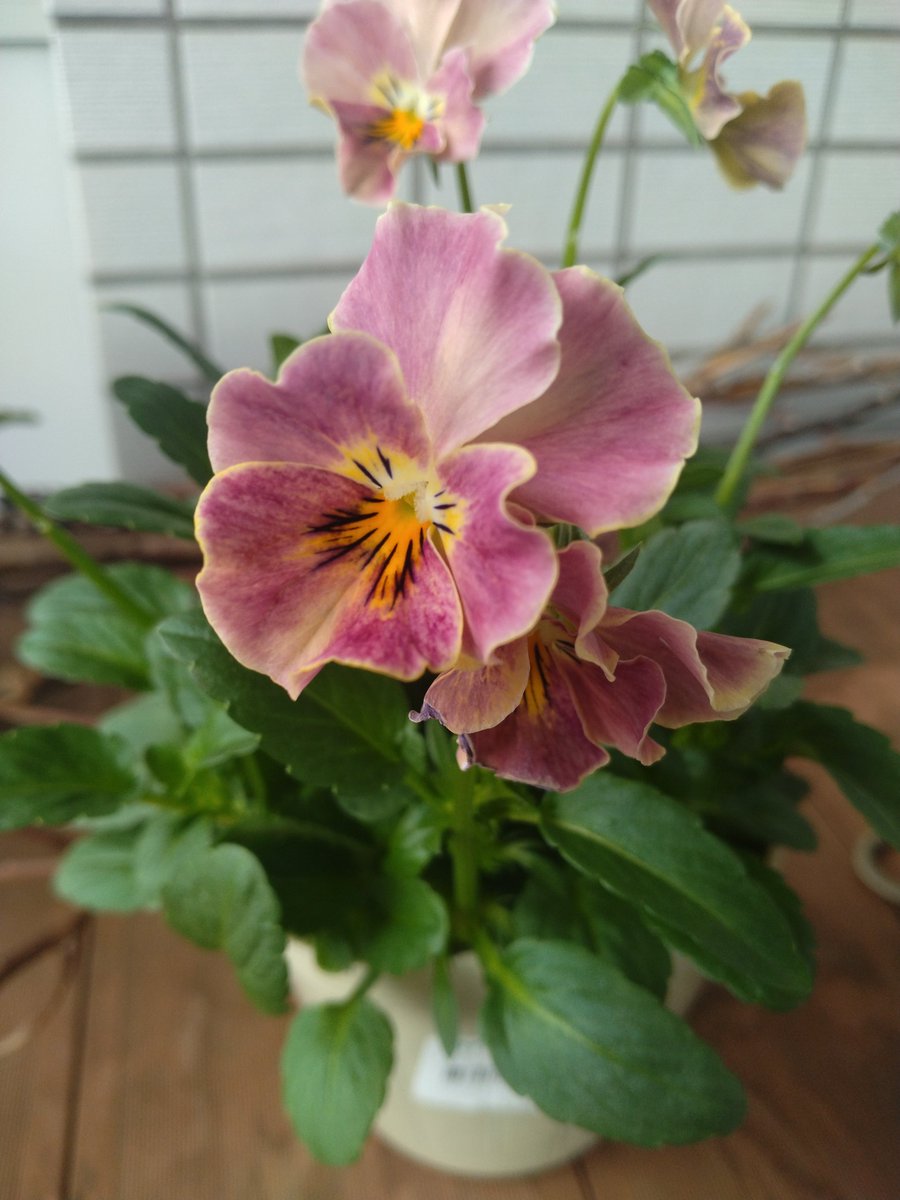 ベランダ園芸 ＃スミレ ニューフェイス！ ①よく咲くスミレ ソーダ