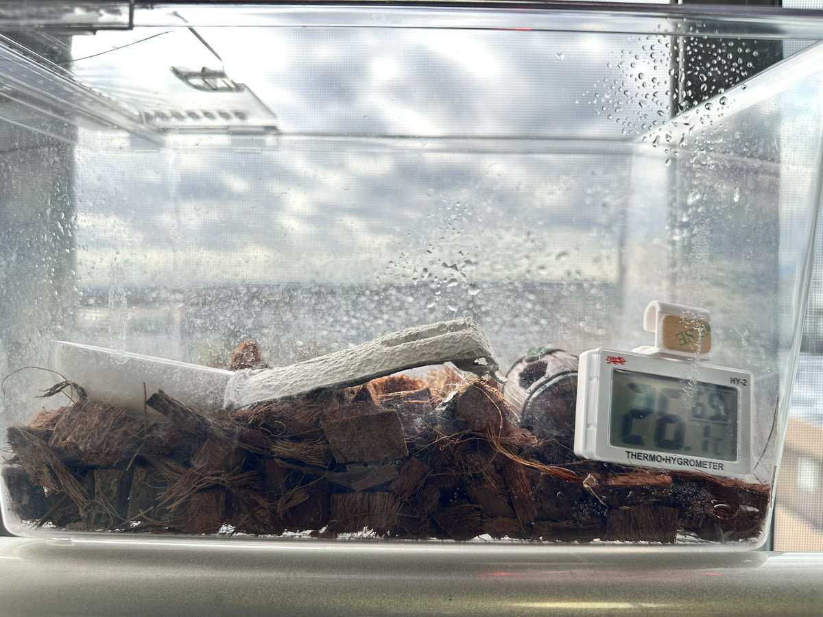 vifsWaSddrCitsk's tweet image. ワニさん日光浴中🐊☀️
相変わらず監視してきよる👁️