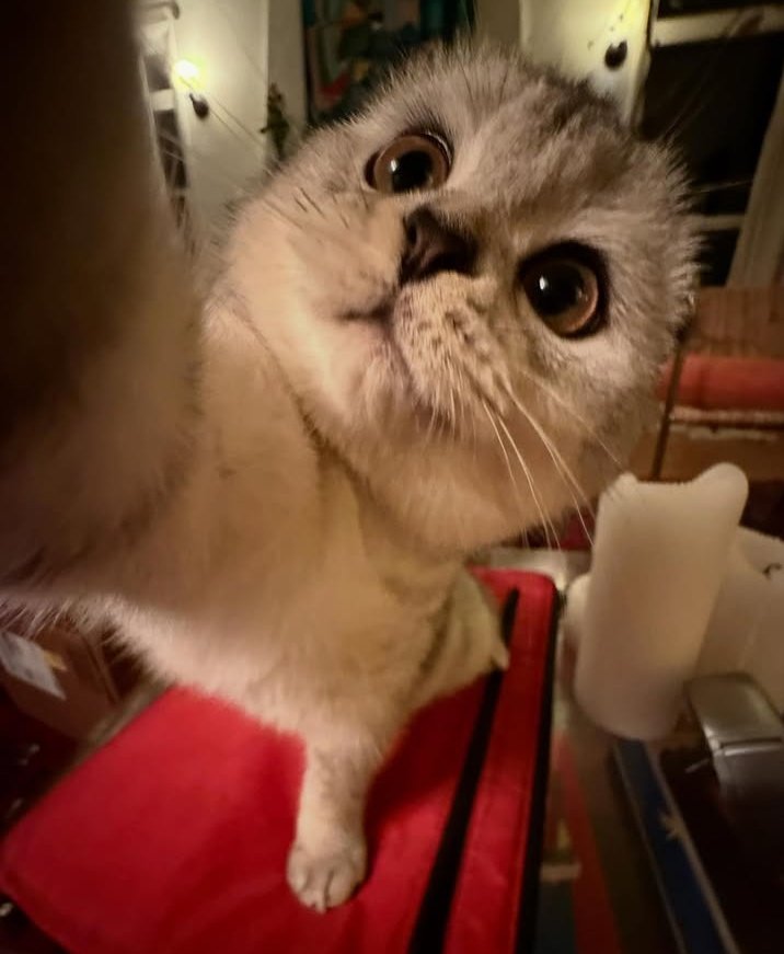 manon_archive's tweet image. INSANE FACECARD