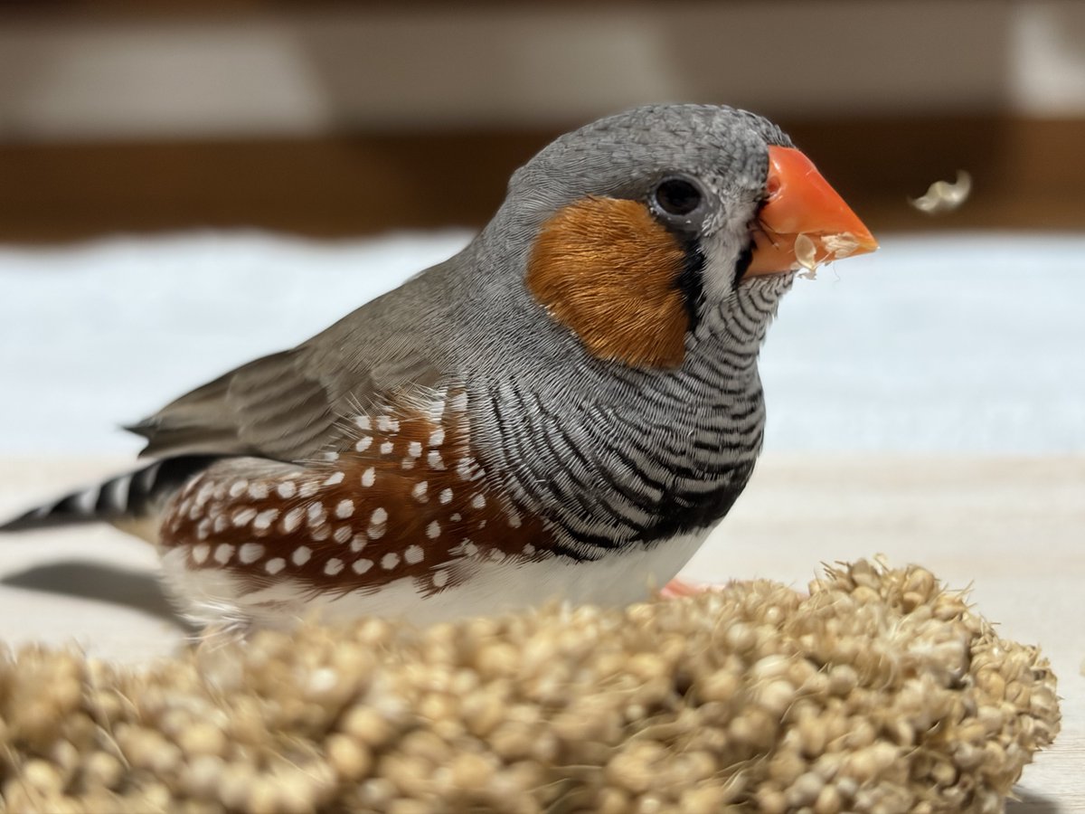 機種変したら飛んでいく殻まで捉えられるようになった🥹