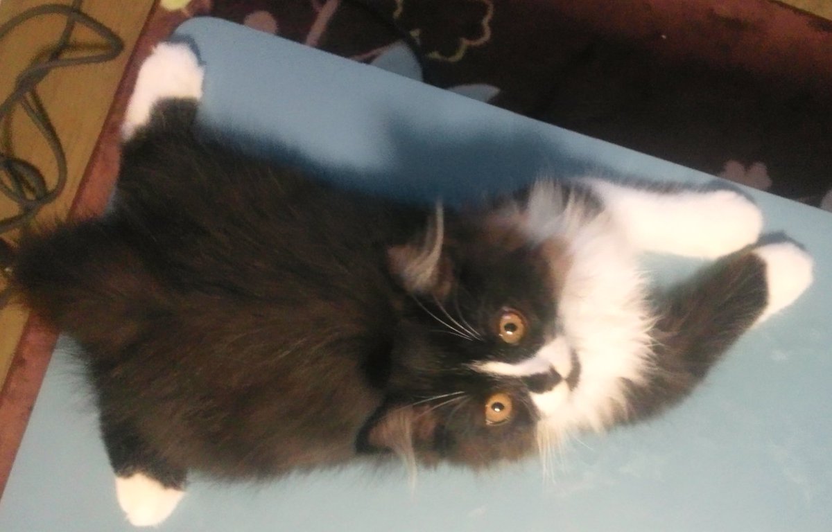 #お迎えした頃の自慢の一枚見せて