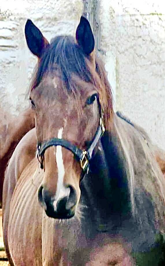 We found this old girl with a broker last week.  After paying $600, she has been safely moved to QT and already has a home offer with a trusted prior adopter.