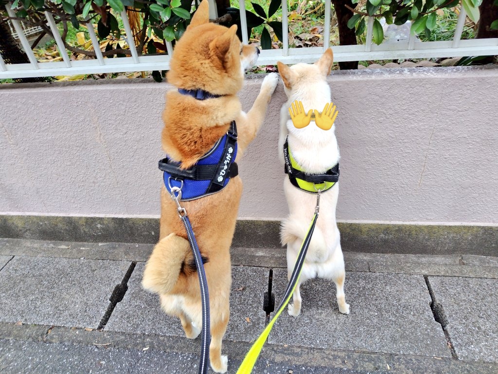 のぞき………🚨ﾀｲﾎｰ!!
#柴犬　#柴犬兄妹　#こっそり覗き見
#ひなたぼっこする猫がときどき居る庭
#今日は居ない　#居たらシャーされる