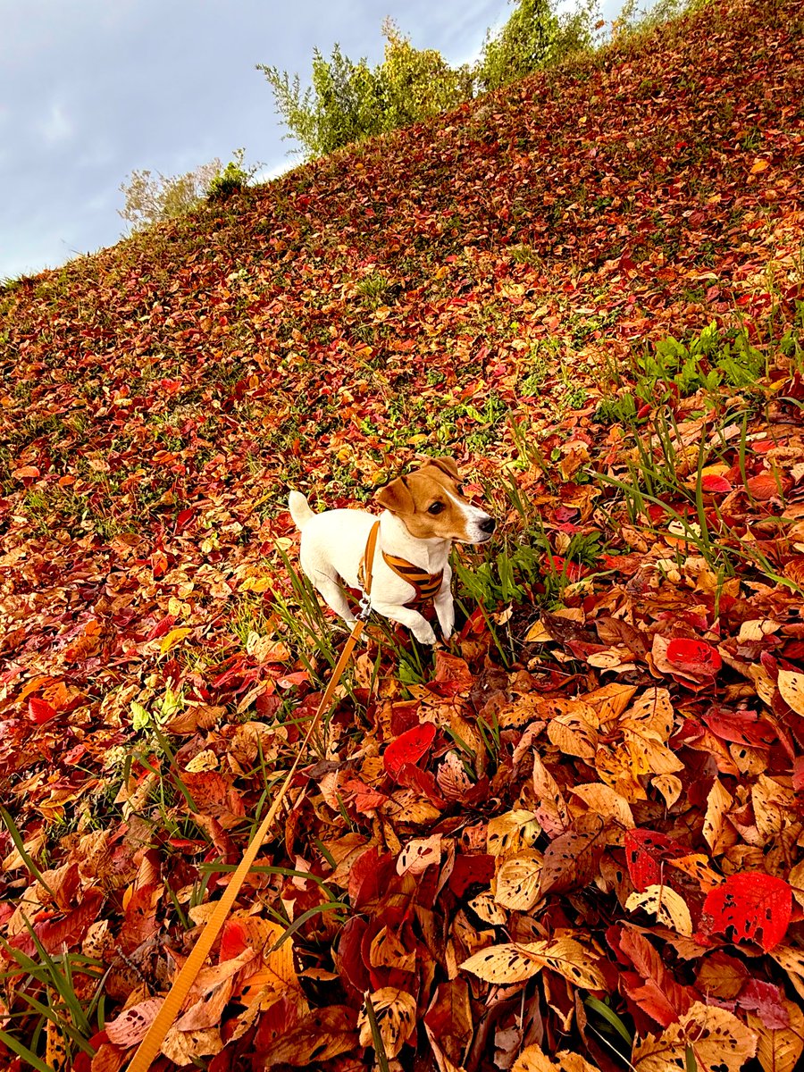 _root_beer's tweet image. 2025年11月18日朝
うす曇り
風は少し冷たいですね。

#ジャックラッセルテリア