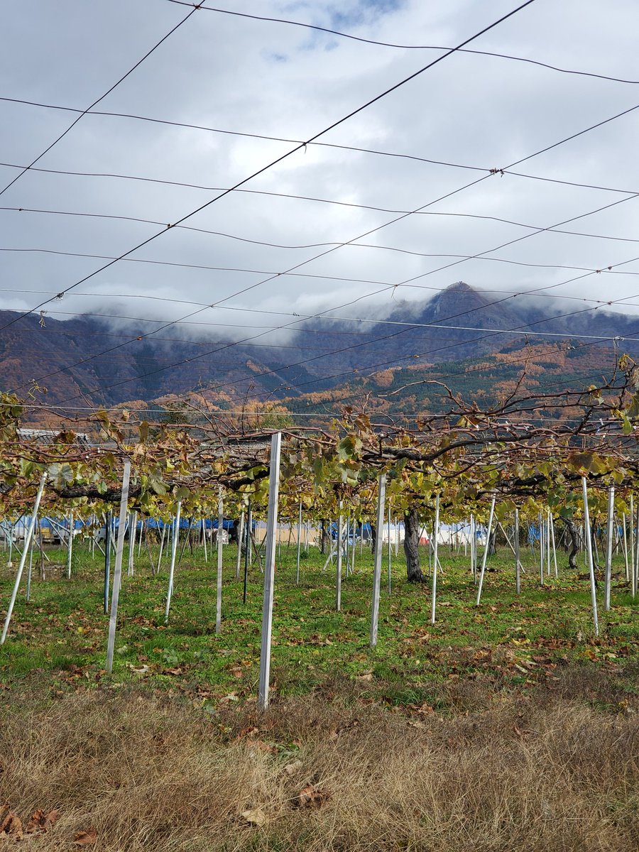 taaakaaappp's tweet photo. The vineyards have been working hard this season, and the autumn leaves are blooming on Mount Takayashiro. Winter is almost here! https://t.co/4r07xTVSWd