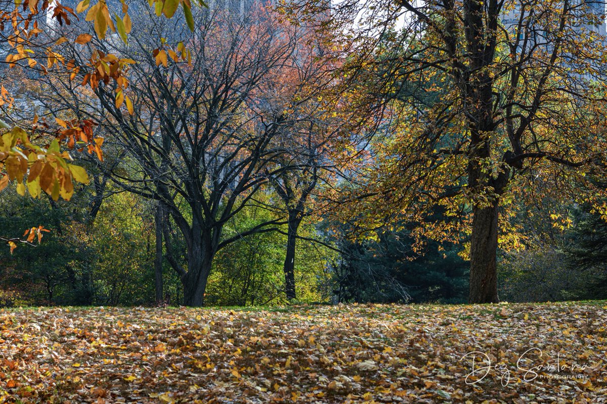 DezSantanaPhoto's tweet image. Autumn Is Calling 🍁🍃 🍂
#autumn #fallcolors #nyc
