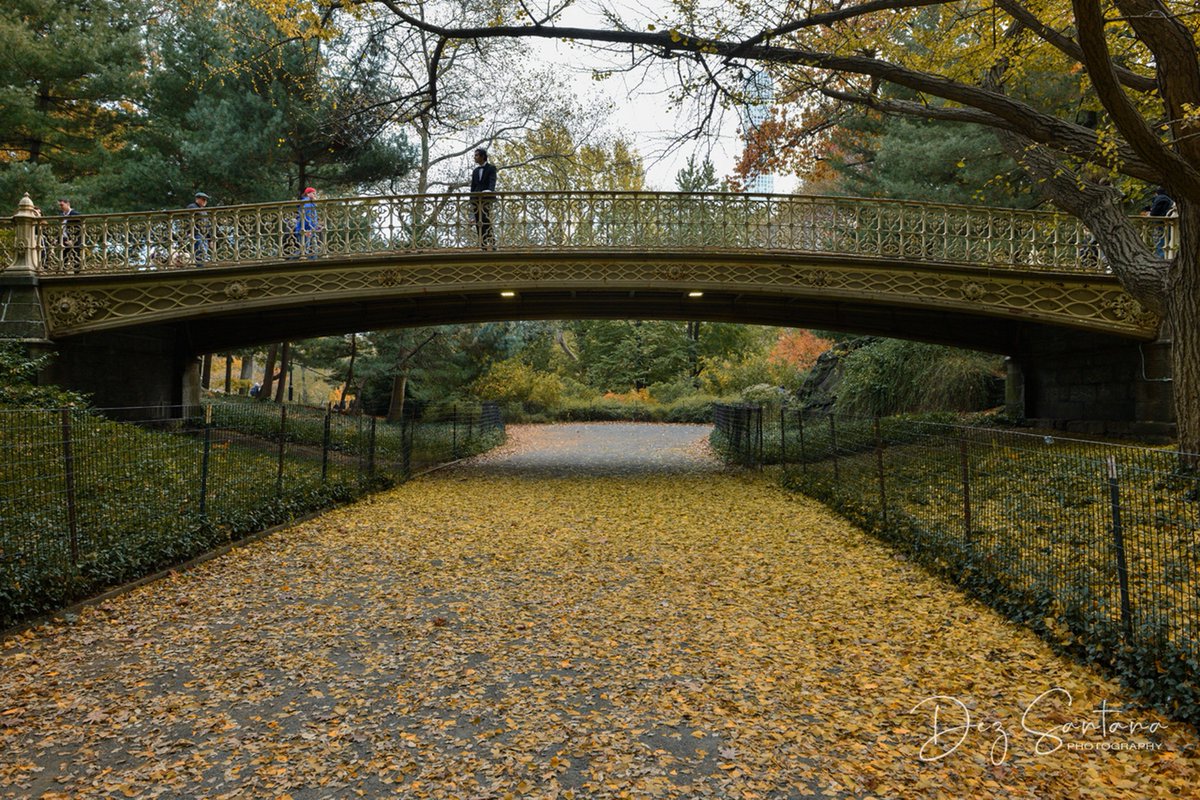 DezSantanaPhoto's tweet image. Autumn Is Calling 🍁🍃 🍂
#autumn #fallcolors #nyc