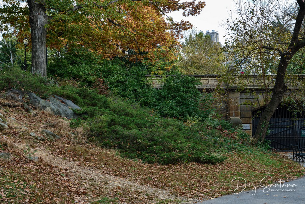 DezSantanaPhoto's tweet image. Autumn Is Calling 🍁🍃 🍂
#autumn #fallcolors #nyc