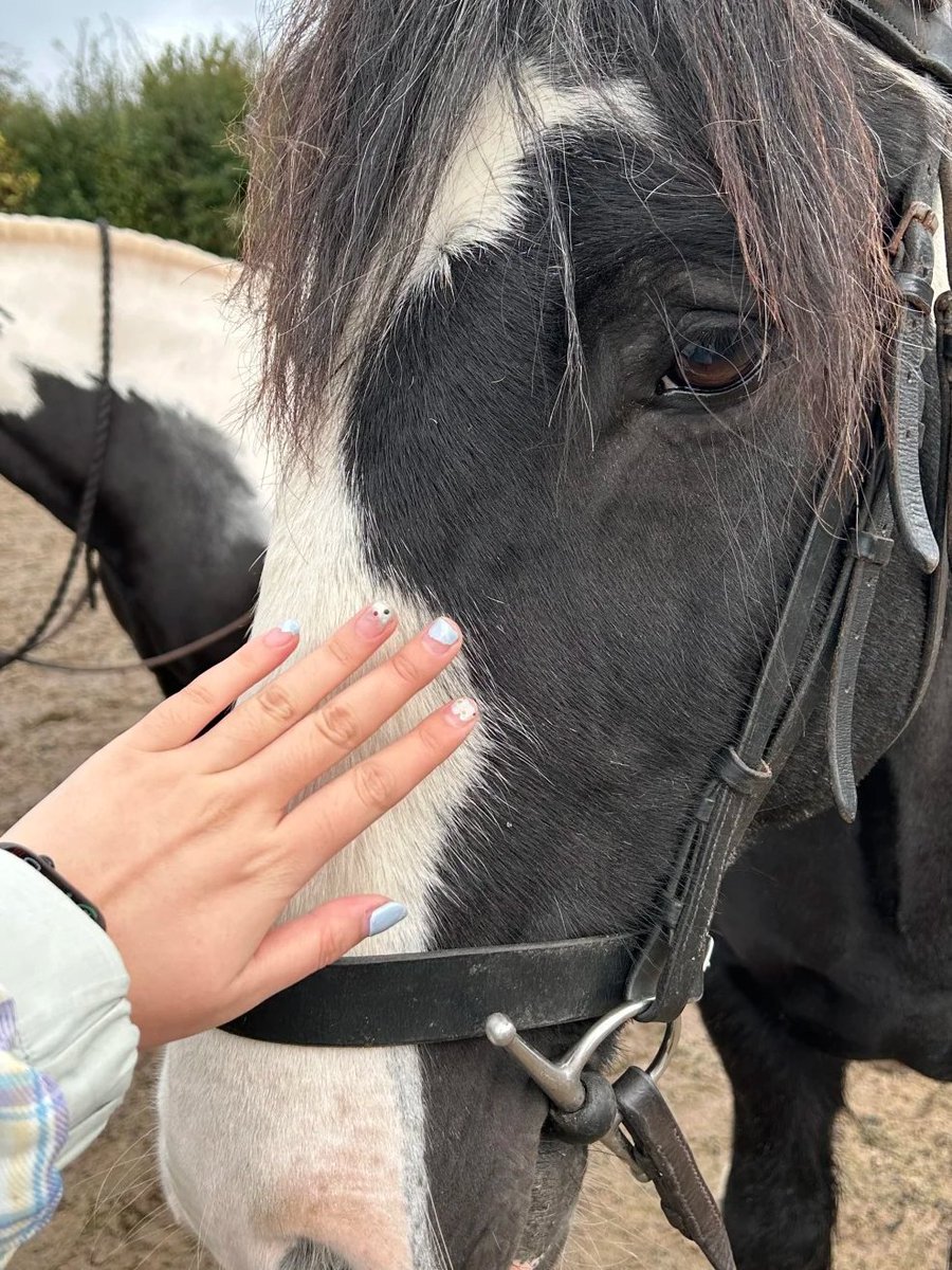 evie66225's tweet photo. A saddle, a horse, and a soul set free 🐎💫. The wind in my hair, the rhythm of hooves, and the feeling of pure freedom nothing compares to the bond with these majestic creatures. 🌿 https://t.co/IXhjPMYCOz