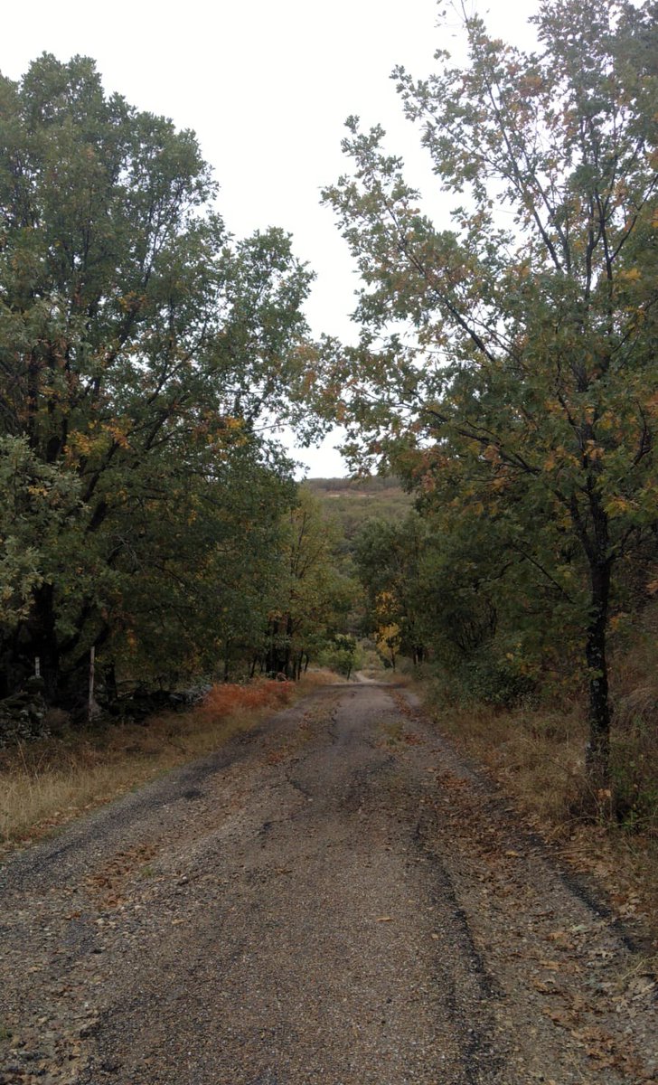 DaniElefantman's tweet photo. Uno de tantos senderos para caminatas y respirar aire puro #caminatas #sendero #rutas #hacerfotos #SierraNorte #otoño https://t.co/bJXK1juve8
