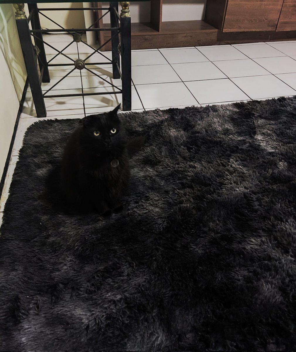 nutrigata's tweet image. minha mãe colocou um tapete novo na sala e em menos de 24hrs aconteceu o que eu já imaginava que ia acontecer: pisei na tamires