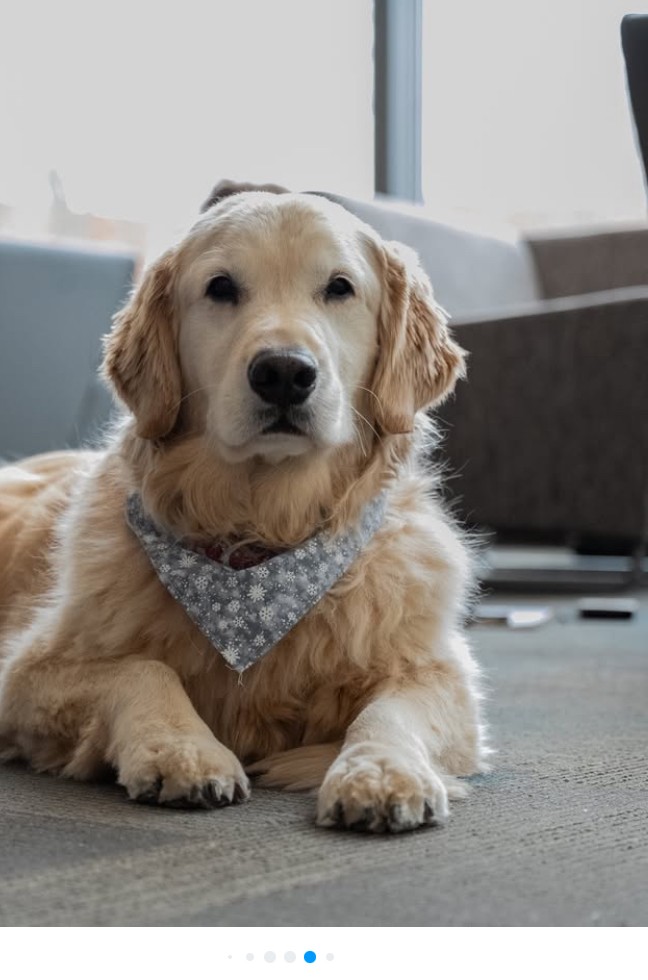 coulterlibrary's tweet photo. Harper, Martina, and Brittany are the 3 therapy dogs who will be visiting De-Stress on Wednesday, November 19th! Stop by the 2nd floor of the library, 12 - 1pm, to meet them! Stick around to sip some hot cocoa, play a board game, or learn to knit or crochet! https://t.co/SuCQgIN692