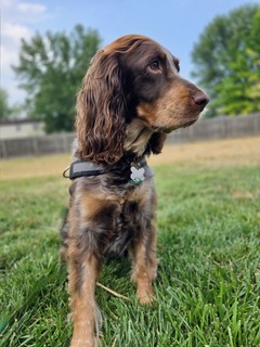 Harper, Martina, and Brittany are the 3 therapy dogs who will be visiting De-Stress on Wednesday, November 19th! Stop by the 2nd floor of the library, 12 - 1pm, to meet them! Stick around to sip some hot cocoa, play a board game, or learn to knit or crochet!