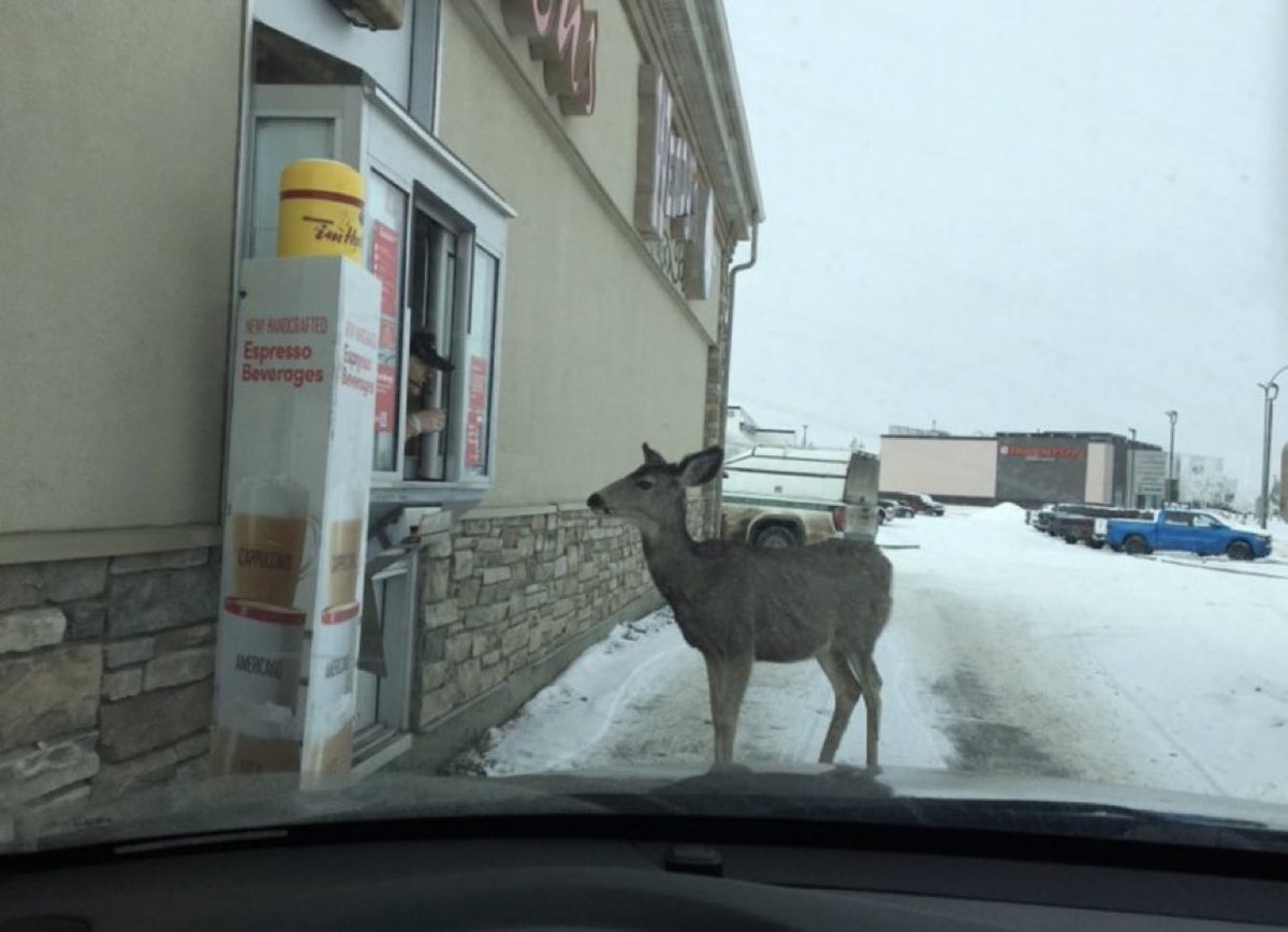 MadelnCanada's tweet image. Only in Canada 🇨🇦