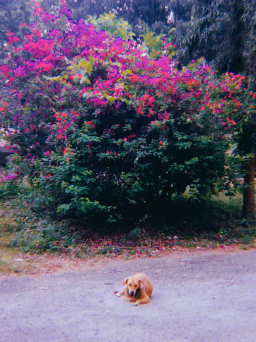 PranshuNotFound's tweet photo. shots from evening walks :) https://t.co/qR07qbNLRp