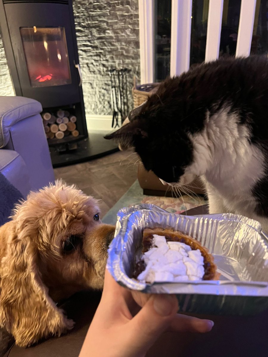 SpanielsSuper's tweet image. HuSis discovered that eating a pecan pie is a spectator sport 🤣
#SharingIsCaring