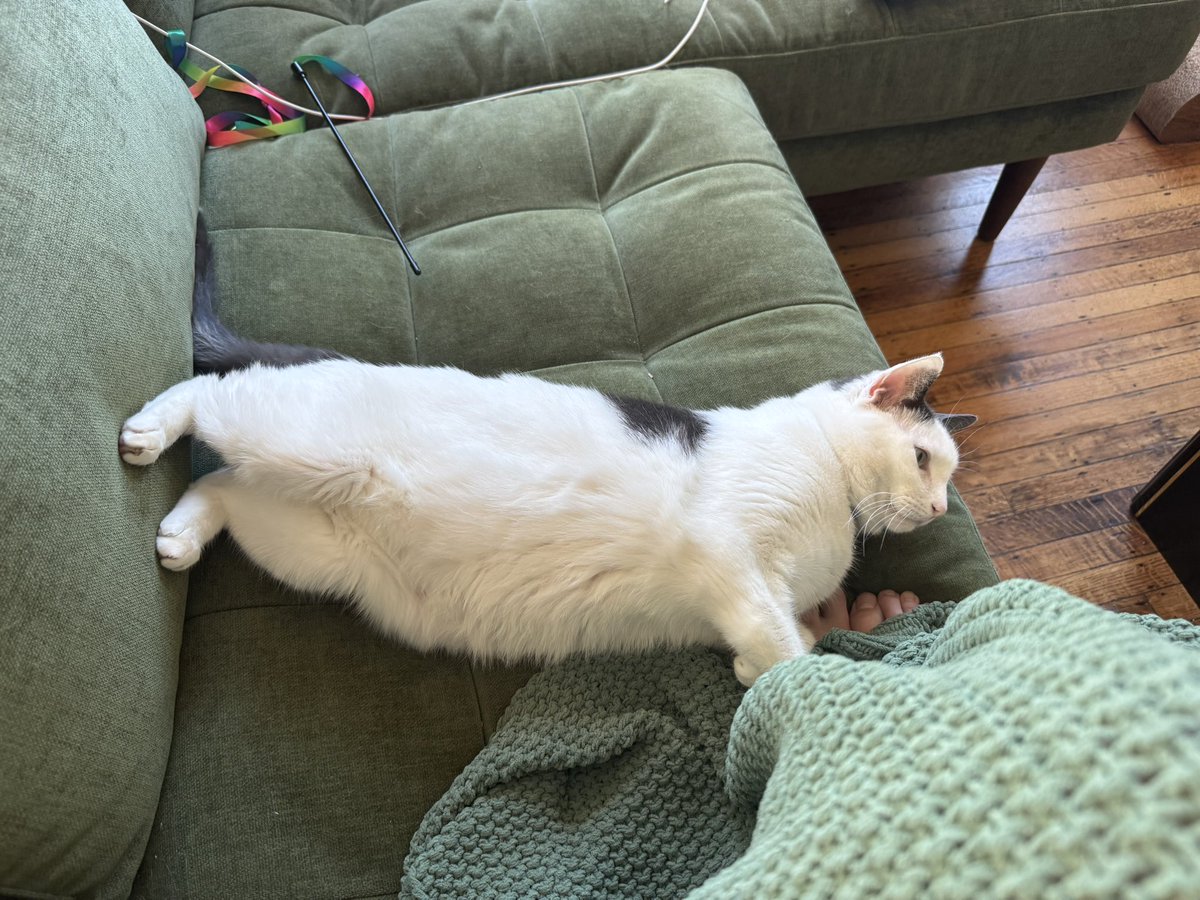 steven tippy tail tweet media