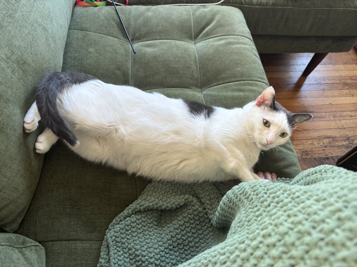 steven tippy tail tweet media