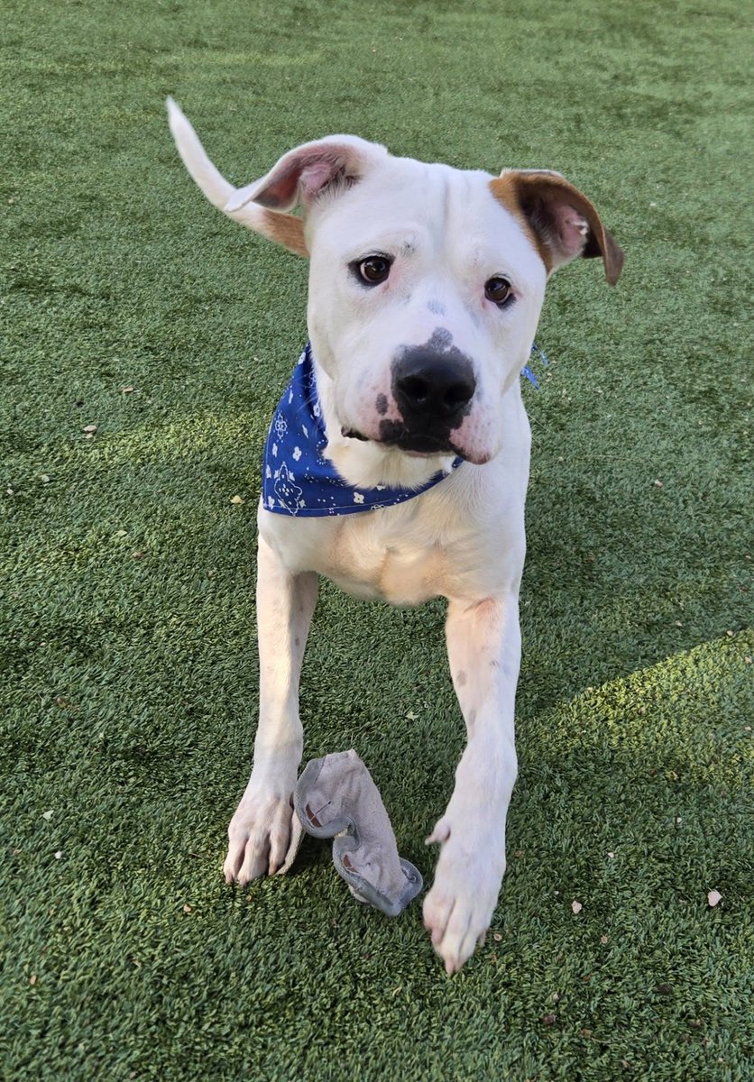sahumane's tweet image. Meet Snuggles! ❤️ This sweet 2-yr-old Terrier mix is true to his name, Snuggles is a total teddy bear, friendly, affectionate, &amp;amp; always ready for attention. 🐻 He loves meeting new people, playing, &amp;amp; going on walks. Come visit, Snuggles might be your perfect match!😊 #AdoptMe
