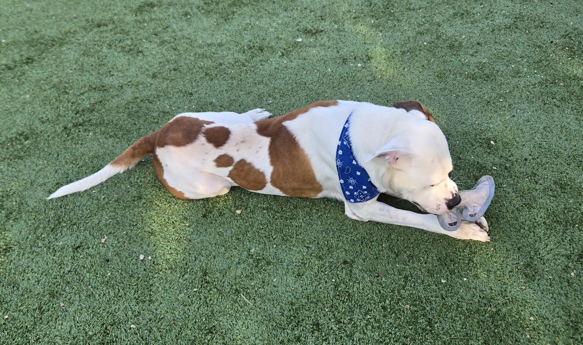 sahumane's tweet image. Meet Snuggles! ❤️ This sweet 2-yr-old Terrier mix is true to his name, Snuggles is a total teddy bear, friendly, affectionate, &amp;amp; always ready for attention. 🐻 He loves meeting new people, playing, &amp;amp; going on walks. Come visit, Snuggles might be your perfect match!😊 #AdoptMe