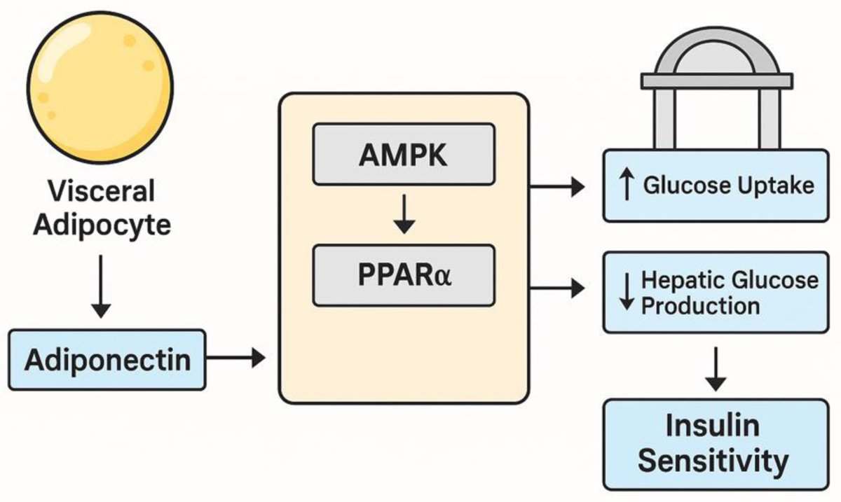 Journal of Endocrinology and Metabolism tweet media