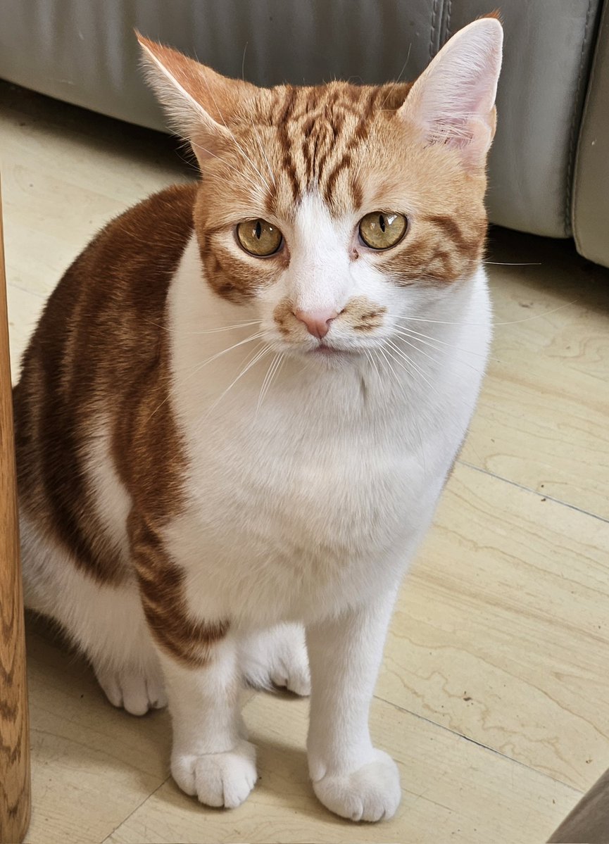 LilyRusty1's tweet image. 🐈💜😸 Goodnight to all my fur friends sweet dreams 💤 love from Rusty 😸💜🐈

#CatsOfTwitter #CatsOnTwitter #Cat #cats