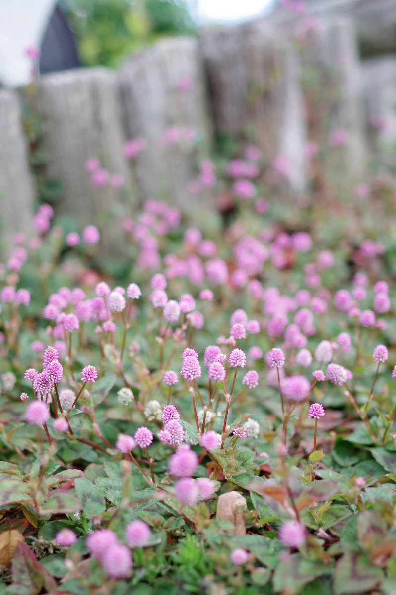 momotuyon's tweet photo. おはようございます
先月下旬の写真です
この日は久しぶりのレンズで
#TLを花でいっぱいにしよう
#pentax #KP
#FA35 https://t.co/YTZtX0MeVr