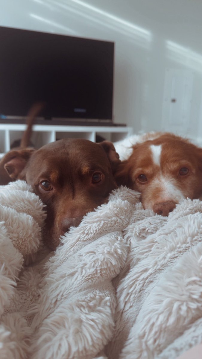 ErectDictator's tweet image. They wanted to say hello 🤗