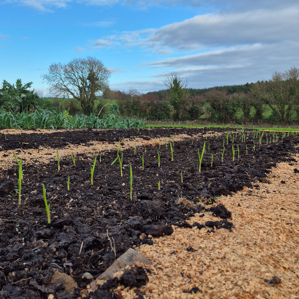NoDigWex's tweet photo. Next year’s garlic is already bursting through the soil, a small sign of big things to come for Wexford Organics🌱🧄

We grow by building living soil and letting nature set the pace.

#wexfordorganics #garlic #eatseasonal #organicireland #csaire #soilfirst https://t.co/sANq7heygG