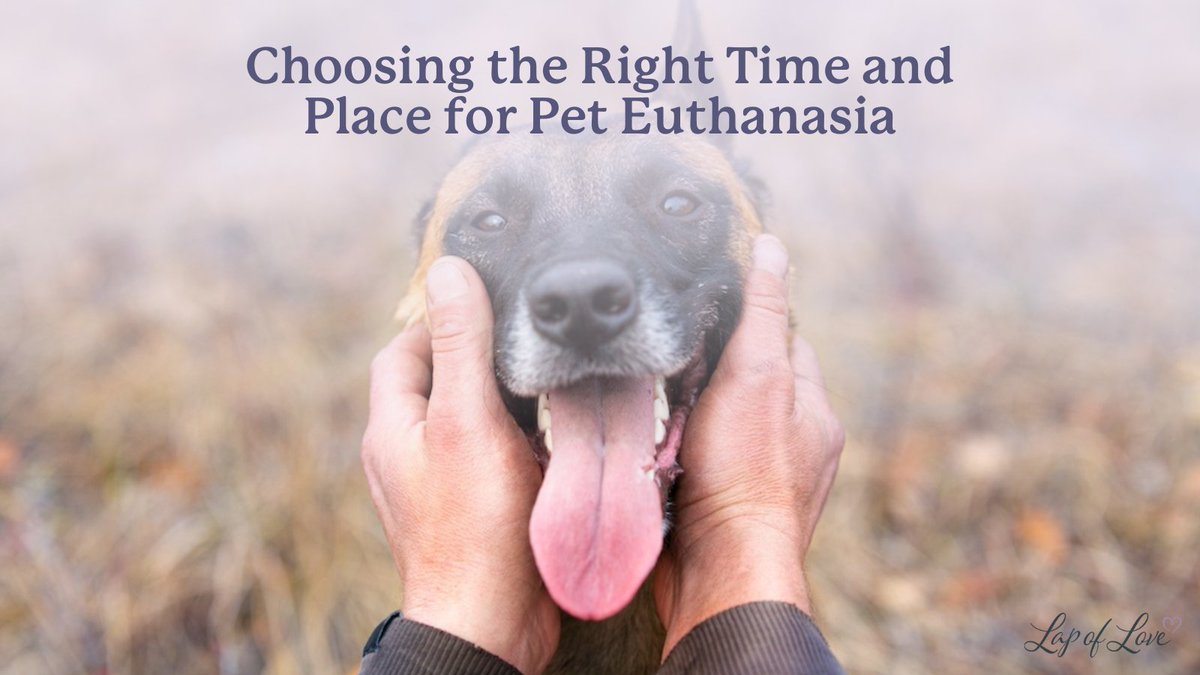 It’s one of the hardest questions a pet parent can face: Is it too soon? Too late? 

At Lap of Love, we help you navigate this deeply personal decision with compassion and care.

Find guidance in our latest blog: hubs.li/Q03TDB250

#petloss #veterinaryhospice