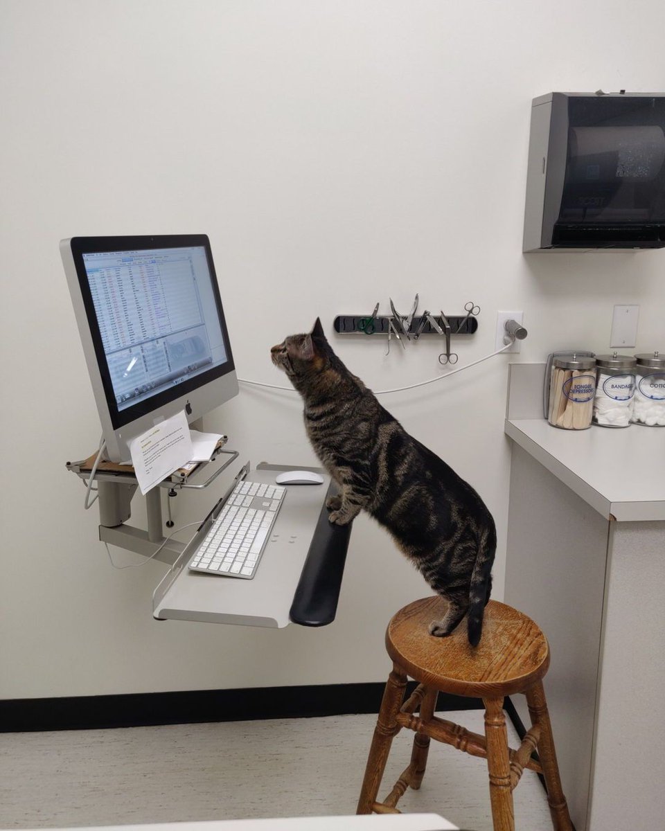 CatWorkers's tweet image. &amp;gt; Take cat to vet.
&amp;gt; Vet is also a cat.