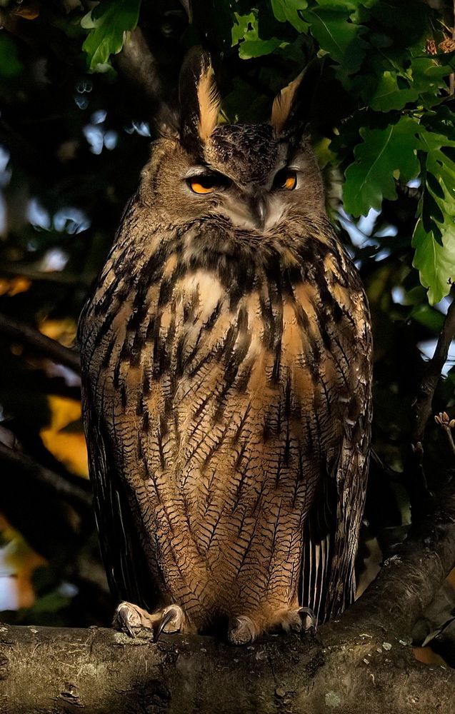 Two years ago today was the last time I photographed Flaco in Central Park. He would leave the park a day later and spend the next few months hunting pigeons on the Upper West Side. His incredible story is one I'll never forget. #Flaco #CentralPark #birdcpp