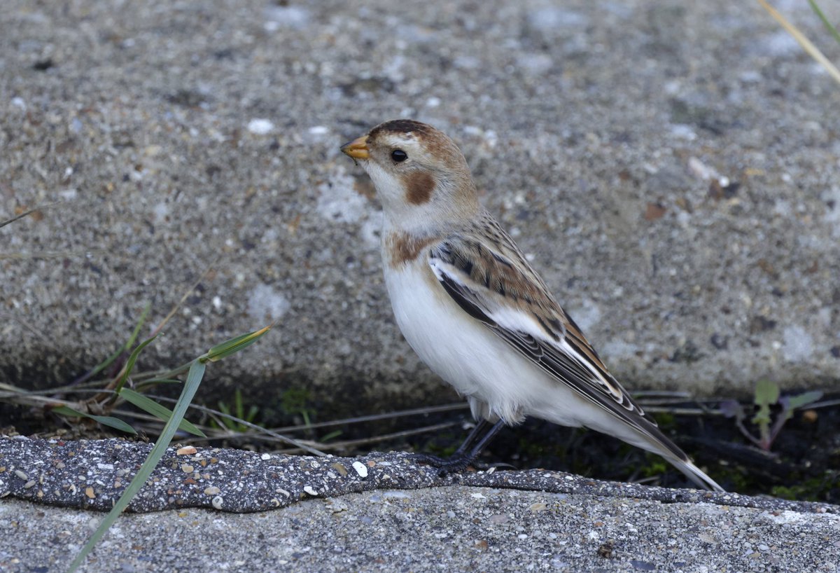 This confiding snow bunting brightened up a otherwise dull morning