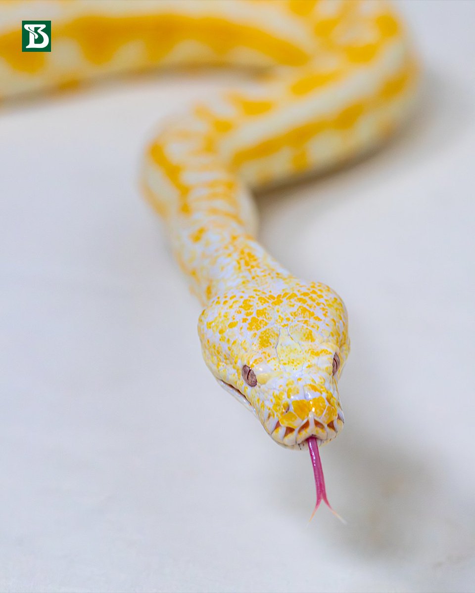 butantanoficial's tweet image. Nossa estrela no #DeOlhonaSerpente 12 é a Morelia spilota cheynei, ou mais conhecida como píton-carpete (Carpet Python).

No Museu Biológico do Instituto Butantan, você pode conhecê-la mais de perto.

Para saber mais sobre a espécie, acesse: tinyurl.com/4pmvz6xw