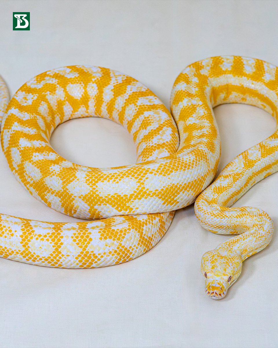 butantanoficial's tweet image. Nossa estrela no #DeOlhonaSerpente 12 é a Morelia spilota cheynei, ou mais conhecida como píton-carpete (Carpet Python).

No Museu Biológico do Instituto Butantan, você pode conhecê-la mais de perto.

Para saber mais sobre a espécie, acesse: tinyurl.com/4pmvz6xw