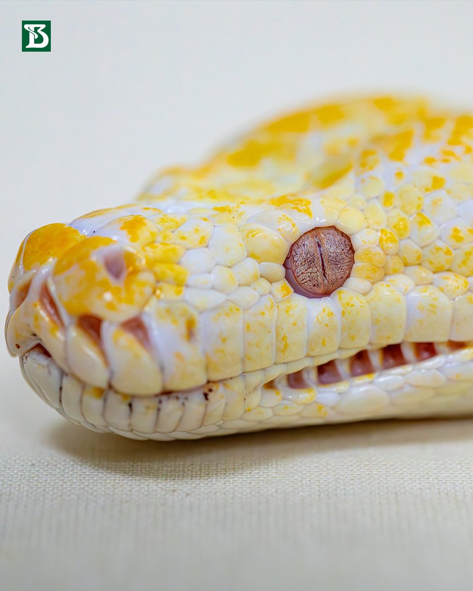 butantanoficial's tweet image. Nossa estrela no #DeOlhonaSerpente 12 é a Morelia spilota cheynei, ou mais conhecida como píton-carpete (Carpet Python).

No Museu Biológico do Instituto Butantan, você pode conhecê-la mais de perto.

Para saber mais sobre a espécie, acesse: tinyurl.com/4pmvz6xw