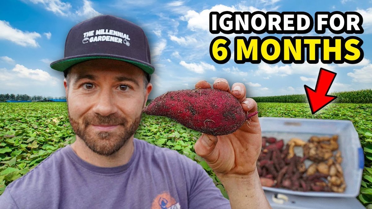 NCGardening's tweet image. New YouTube vid! I did something crazy this year: I planted my sweet potatoes and IGNORED THEM for 6 months. What happened? My harvest doubled! See how I did it 👉

youtu.be/KGz6XwaoE5E?si…
———
#sweetpotatoes #garden #gardening