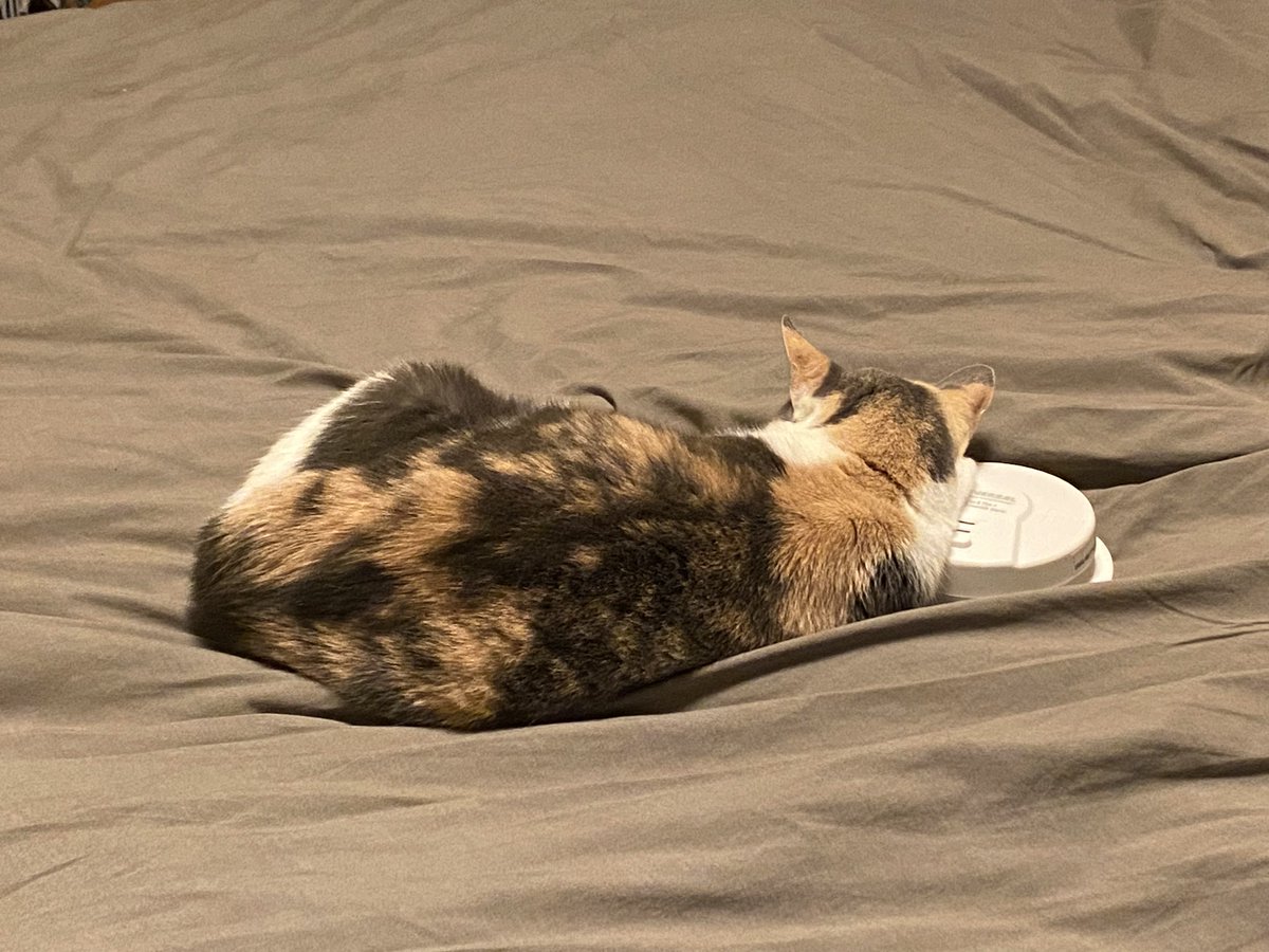 scorpio_gf's tweet photo. guardian of the smoke detector https://t.co/aZ71y6pgZ4