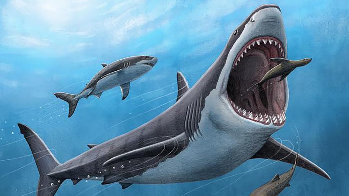 0xAshz | BIP - 420 (@0xashs) on Twitter photo 