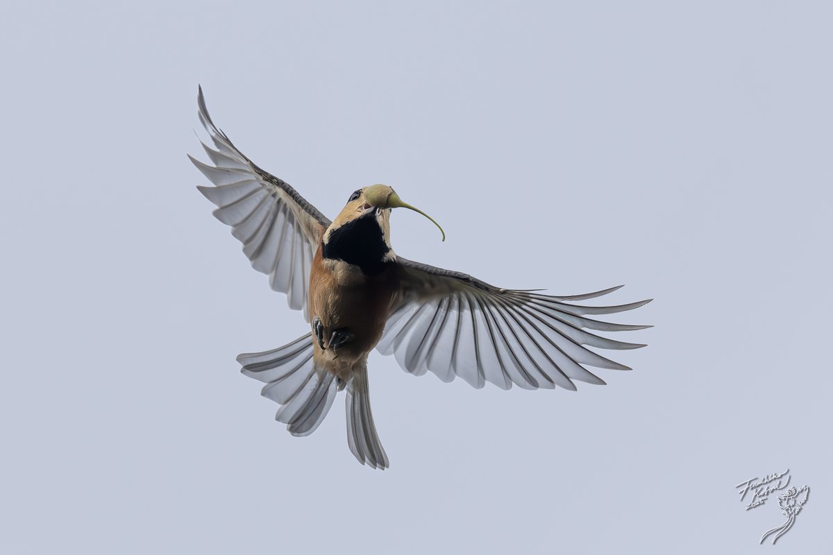 Post by 小堀 文彦 Fumihiko Kobori 🦋 on X: ヤマガラ