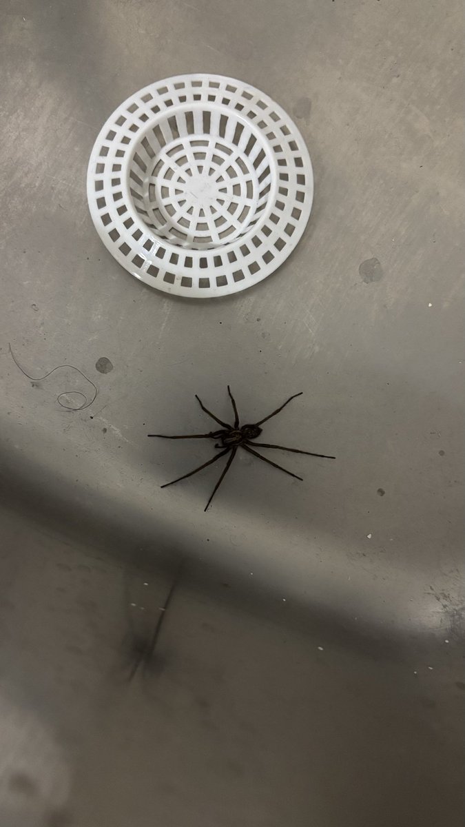 Wenn sie sich schon in meinem Haushalt niederlässt, will ich ihr Vertrauen nicht enttäuschen.